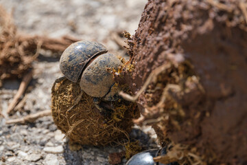 Dung beatles the rolling the Elephant dung