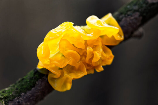 Mushroom Tremella mesenterica (yellow brain, golden jelly fungus,, witches' butter) growing on a tree branch