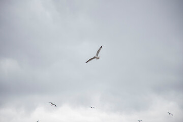Seagull