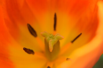Tulpenblüte Makroaufnahme Nikon D5300