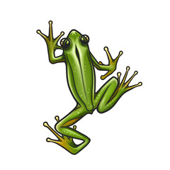 green frog on white