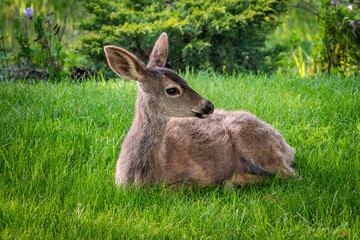 A Columbian Black-tailed deer doe (Odocoileus hemionus) sits on the grass in the hills of Monterey, California. The black-tail is a type of mule deer of the Pacific Northwest. 