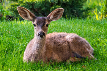A Columbian Black-tailed deer doe (Odocoileus hemionus) sits on the grass in the hills of Monterey, California. The black-tail is a type of mule deer of the Pacific Northwest.  - obrazy, fototapety, plakaty