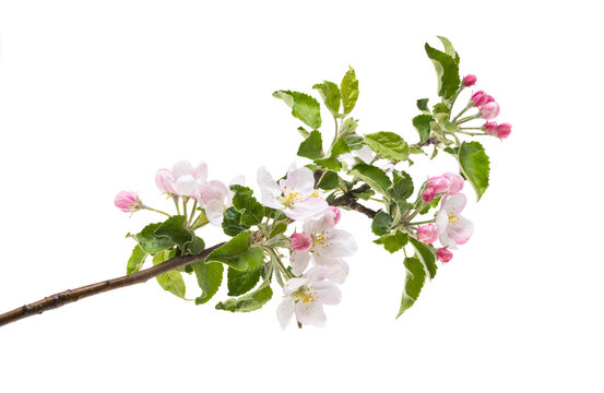 branch with apple tree flowers isolated