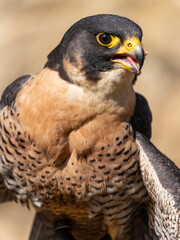 HALCÓN PEREGRINO, FALCO PEREGRINUS