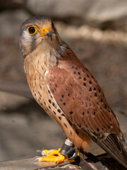 CERNICALO COMUN, FALCO TINNUNCULUS