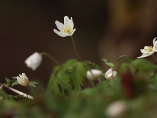 Anemone nemorosa. White flower in the forest. Detail