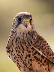 CERNICALO COMUN, FALCO TINNUNCULUS