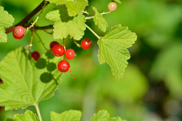 Les trois groseilles bien rouges sur fond de feuillage vert vif