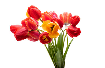 red tulip isolated