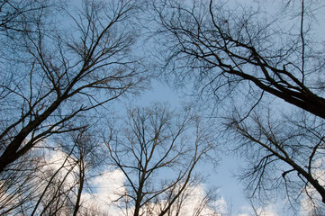 dark silhouettes of trees against the sky