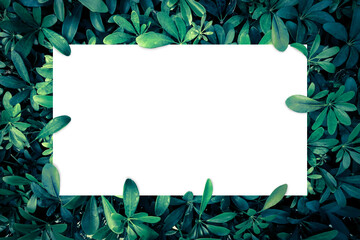 Flat lay, Green leaves pattern background with white paper card note, Nature concept