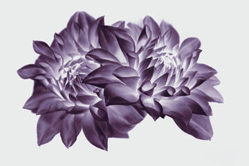 buds of dahlias. white background, isolated, negative image