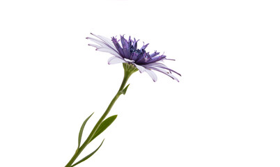 Fototapeta premium Osteosperumum Flower Daisy Isolated
