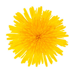 Dandelion yellow flower isolated on white background.