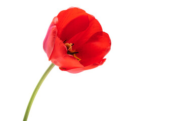 Fototapeta na wymiar red tulip isolated