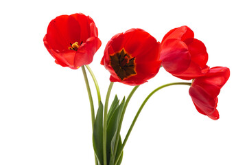 red tulip isolated