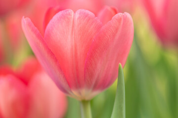 Obraz na płótnie Canvas Close Up Pink Tulip Flower In Spring