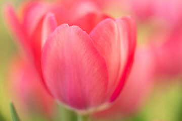 Perfect Pink Pastel Garden Tulip