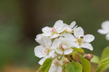 White beautiful flowers of a growing pear on a fruit tree