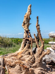 troncs d'arbres morts dans la nature