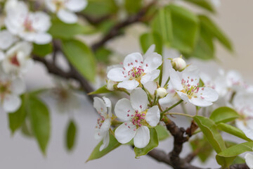 Obraz premium White beautiful flowers of a growing pear on a fruit tree