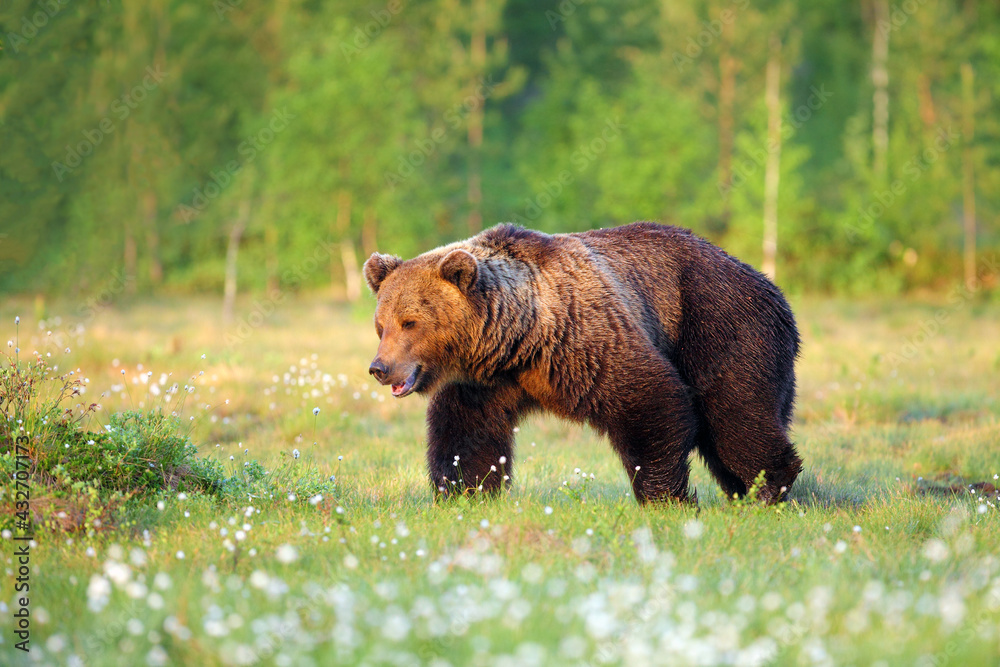 Poster The brown bear (Ursus arctos) walking through the Finnish taiga. A big male bear goes spring meadow. Big bear on a green background.