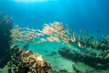 Foto op Aluminium coral reef © Pat