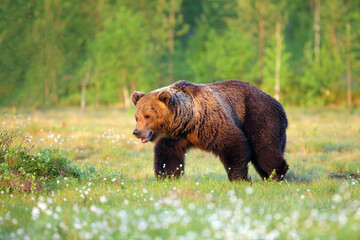 The brown bear (Ursus arctos) walking through the Finnish taiga. A big male bear goes spring...