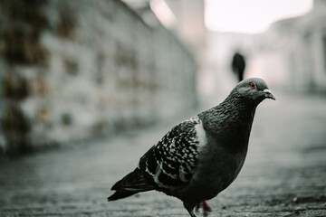 A pigeon who decided to communicate and came as close as possible to get a meal