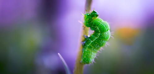 Green caterpillar crawling along the stem, macro photo