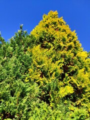 pine forest in autumn in the morning