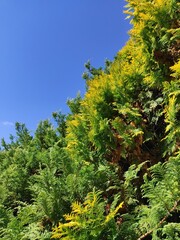 pine forest in autumn in the morning