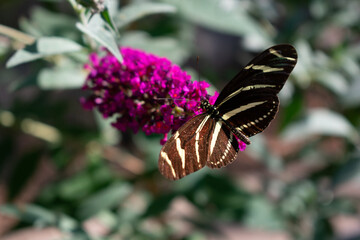 nature, butterfly, flower, environment, earth , 