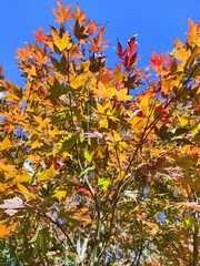 autumn leaves against blue sky