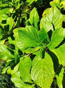 green leaves in the sun, hydrangea