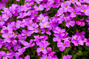 Purple Aubrieta flowering shrub with many blossoms and yellow centers with green leaves and stems in spring. Flower texture