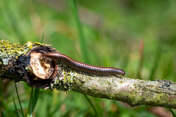 Striped Millipede,  ommatoiulus sabulosus, walking along a tree twig