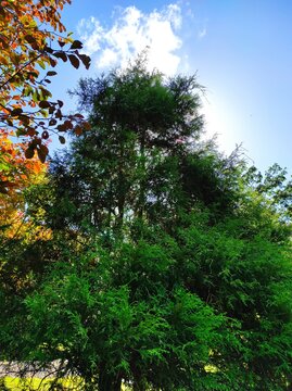 trees and sky