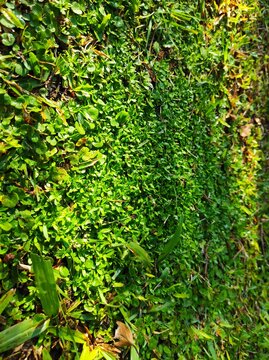 green leaves on the wall