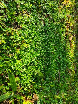 green leaves on the wall