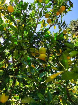 orange on tree