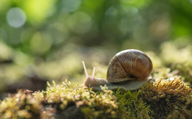 Snail (Helix pomatia) crawling on green moss with blurred background, shallow depth of field
