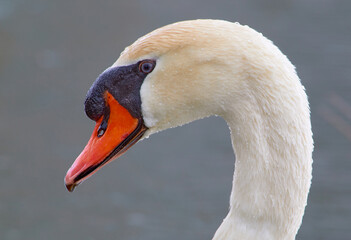 Mute Swan, elegant, poised yet aggressive.