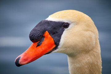 Mute Swan, elegant, poised yet aggressive.