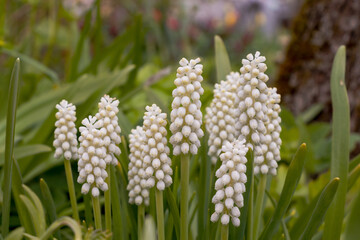 Muscari grape hyacinth with white flowers blooms in a green garden with leaves and stems. - obrazy, fototapety, plakaty