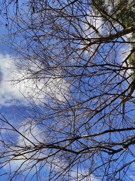 trees in the sky