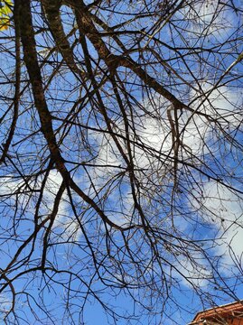 trees in the sky