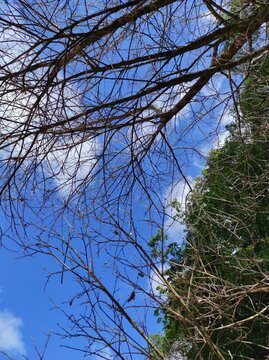 trees in the sky