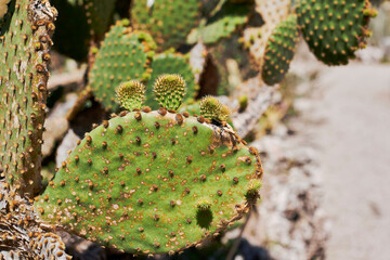 Several leaves of blinding cactus. Opuntia microdasys